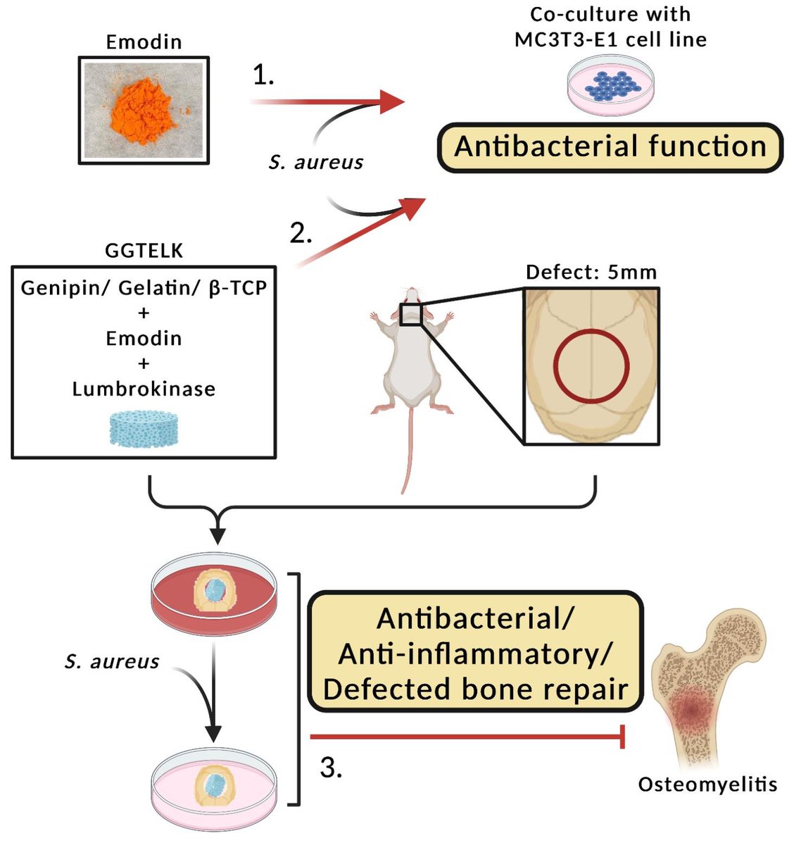 Bioeng_MDPI's tweet photo. 🌟Excited to share the ECP, Volume 10, Issue 8: Ex Vivo Model to Evaluate the Antibacterial and Anti-Inflammatory Effects of Gelatin–Tricalcium Phosphate Composite Incorporated with Emodin and Lumbrokinase for Bone Regeneration👉https://t.co/4ukb3CqaJY
#tricalcium #antibacterial https://t.co/bn9iRSNUsV