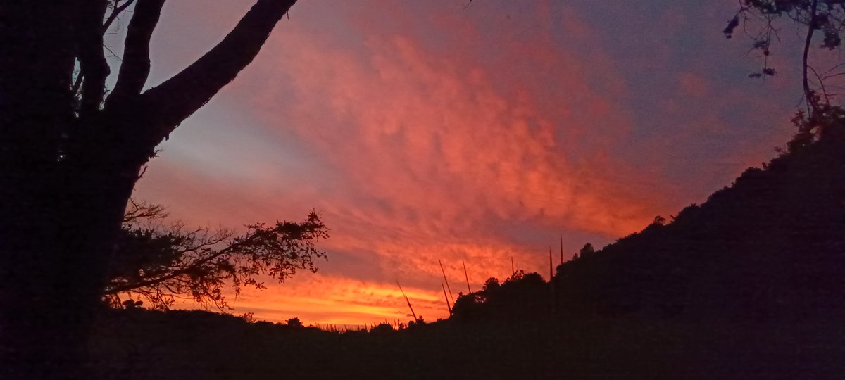 gmanxrp2's tweet photo. My Sunset view tonight was another plethora of colour 🤗
I was down in our trees during sunset so used my ph to take pics 🙂
Apart from mozzies, it was wonderful😅
I hope your day/night goes well 😊 https://t.co/Tl7lrYrMR0