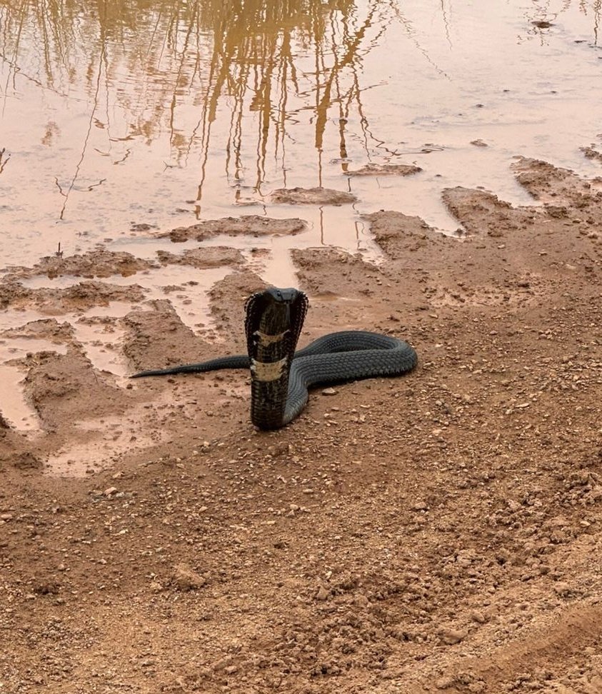 Saxon African tweet media