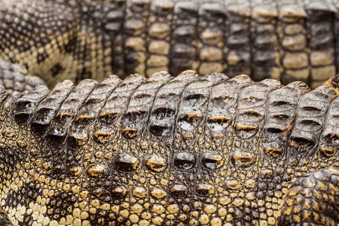 Reptile_Hybrid tweet picture