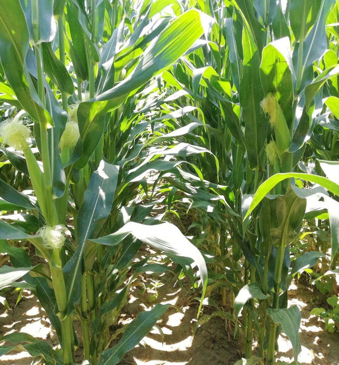 Nos variétés #maïs sont recommandées 🙌
<a href="/Arvalisofficiel/">ARVALIS</a> a publié ses préconisations variétales 🌽 dans les brochures Arvalis-Terres Inovia Infos.
✔ 9 hybrides sont cités dont 8 hybrides fourrage du S0 au S3 et 1 en G0
✔La gamme ADVANTA® confirme sa performance et sa régularité