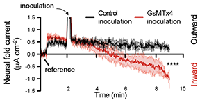 Mech_Morph_Lab's tweet photo. โฆ we also observed that the establishment of these endogenous current patterns rely in a dorso-ventral gradient of membrane stretch, which in turn differentially activates #iongatedchannels to fuel the #ElectricField in vivo... https://t.co/9dT6DhCtcQ