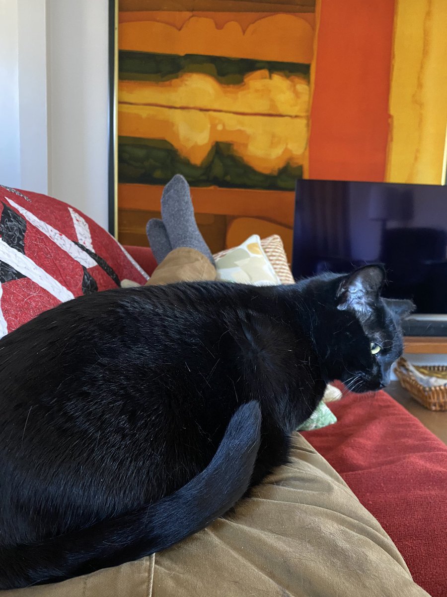 AmuStrami's tweet photo. @AnnacakeLive Love the T-shirt.  Looks like our cat Milli. https://t.co/NK7nTUcjCo