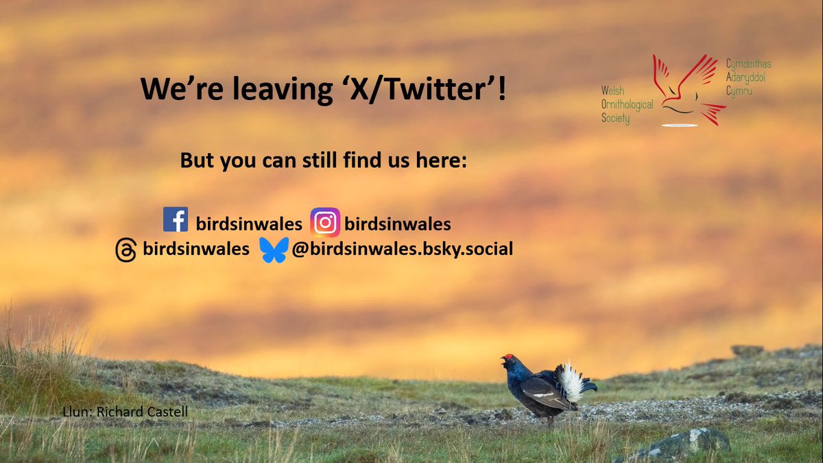 A reminder. We are closing this account today. You can follow us on all the platforms below where will continue  to share our news and your birding activities. Diolch