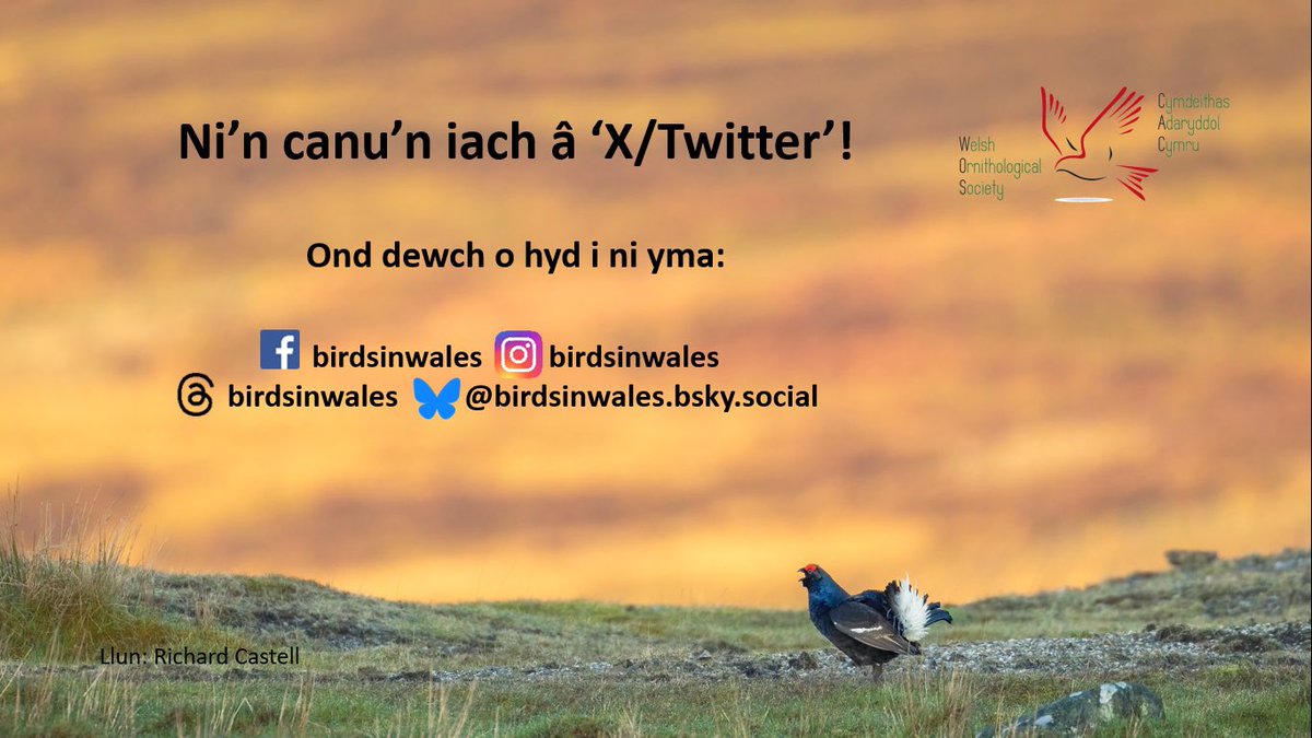 Nodyn atgoffa. Rydym yn cau y cyfrif hwn  heddiw. Gallwch barhau i’n dilyn ar y platfformau isod lle byddwn yn yn parhau i rannu ein newyddion a’ch gweithgaredd adara chi. Diolch