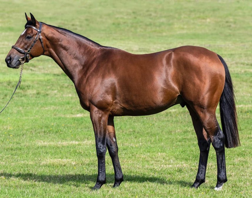 Newsells Park Stud (@newsellspark) on Twitter photo ‘Encouragement to be drawn…..winners include the black-type performers SEA TO SKY and FIERY LUCY….’ <a href="/CollingsBerry/">Emma Berry</a> on WITHOUT PAROLE in <a href="/theTDN/">TDN</a>
Great that Fiery Lucy’s dam Craighall returns to WITHOUT PAROLE this season for <a href="/whattonmanor/">Whatton Manor Stud</a> #WithoutParole #TheFrankelFactor ‘Encouragement to be drawn…..winners include the black-type performers SEA TO SKY and FIERY LUCY….’ <a href="/CollingsBerry/">Emma Berry</a> on WITHOUT PAROLE in <a href="/theTDN/">TDN</a>
Great that Fiery Lucy’s dam Craighall returns to WITHOUT PAROLE this season for <a href="/whattonmanor/">Whatton Manor Stud</a> #WithoutParole #TheFrankelFactor