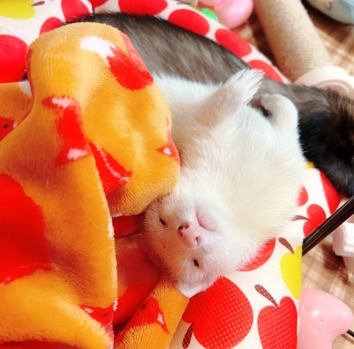ferretLove77's tweet photo. 我が家の長男坊3歳ぎんがくん🐻‍❄️
オイラの癒しパワー世界中に届けます🌏 https://t.co/GpMy9i0JVu