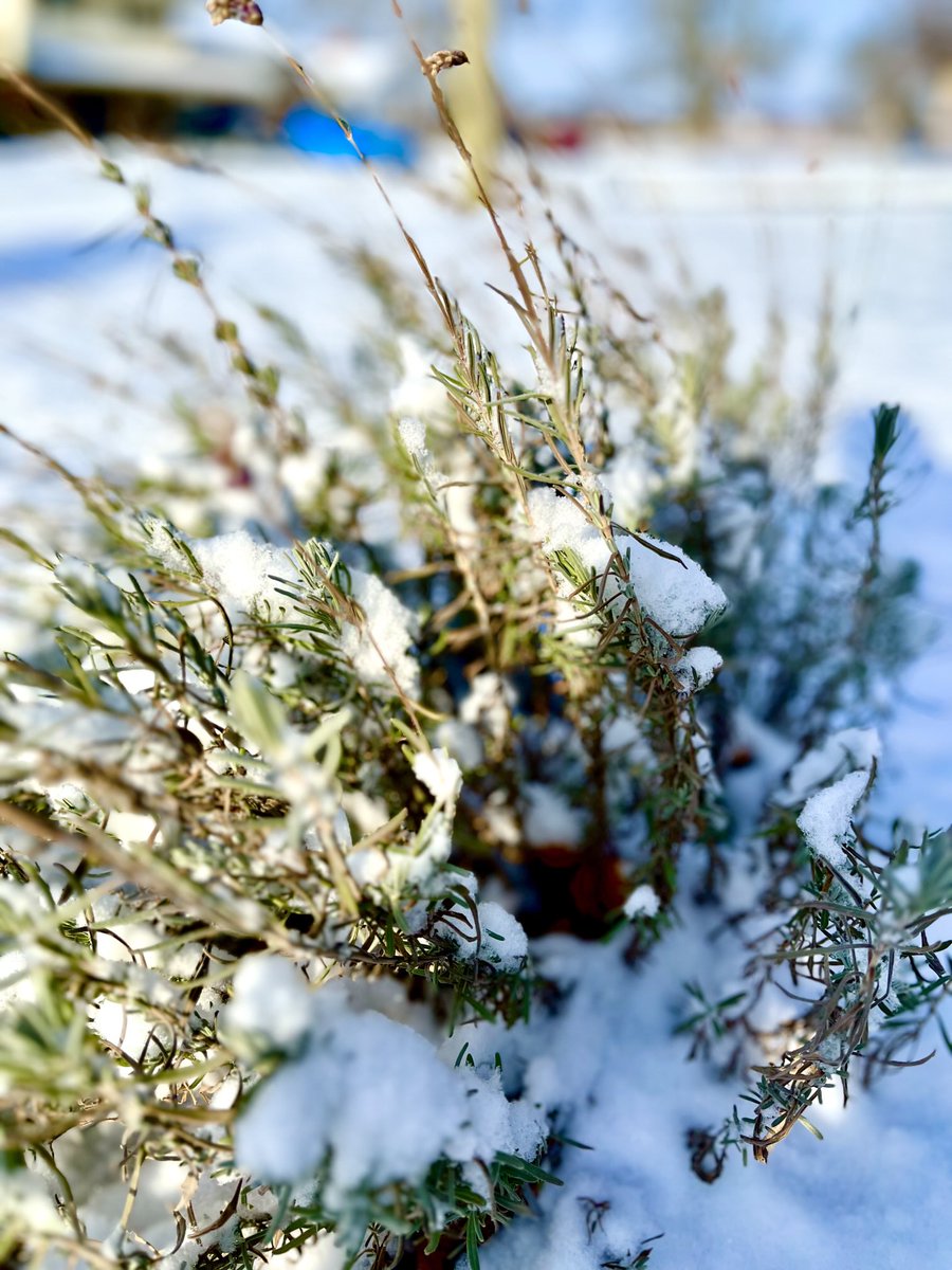 shuttrbug12000's tweet photo. TGIF! Pics to perk you up. A winter’s hug for summer’s lavender https://t.co/FPy9gbnGGi