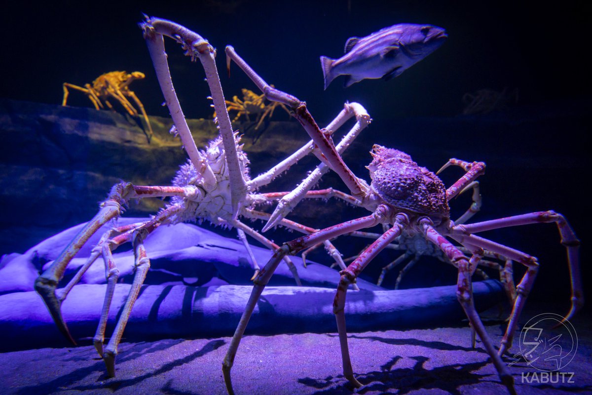 突然ですが「深海生物はいいぞ大会」を開催します！みなさんが自分で撮った写真を見せてください。枚数制限無し・動画もOKですがリンク貼付はNGです。リプ欄の写真も素敵だと思ったらぜひ積極的にいいねをお願いします。

※画像の無断転載はやめてください。