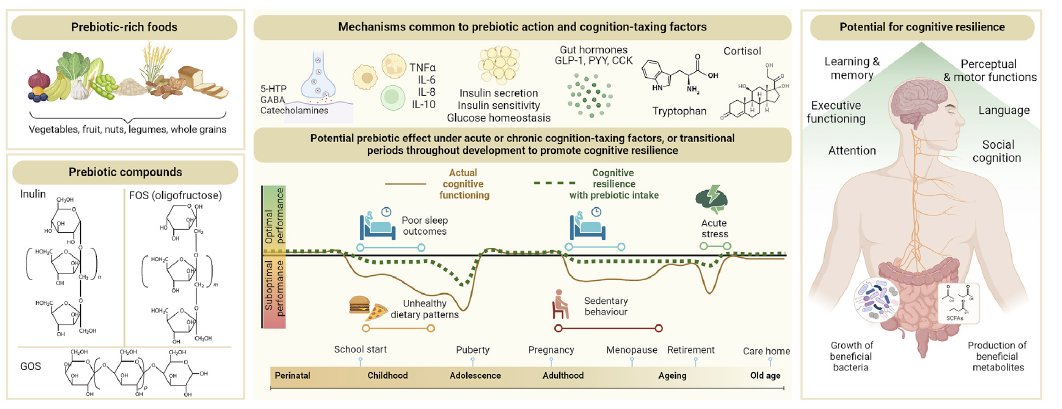 If you're interested in diet and cognition, take a look at this review paper from some great authors on #prebiotics and #cognition

advances.nutrition.org/article/S2161-…