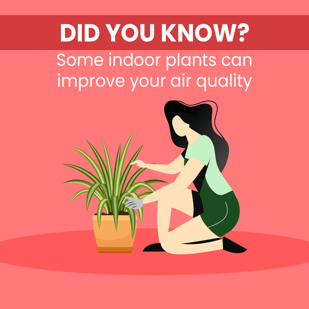 StarHeatingCool's tweet photo. Here are 5 easy-care house plants that can improve your indoor air quality.

- Snake plant
- English Ivy
- Chrysanthemum
- Devil’s Ivy
- Bamboo Palm 

We're happy to come check the quality of air in your home. Just give us a call!

#HVAC #airquality https://t.co/VjrWCuQ6GA