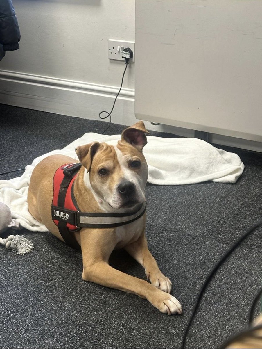 TWashrooms's tweet photo. #FeelGoodFriday! 🐶 

Buster bringing the feel good vibes to the office today 😍 https://t.co/J6Qas5f5tu