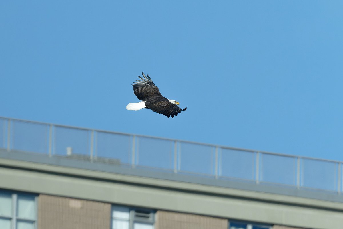 Patrick bx tweet media