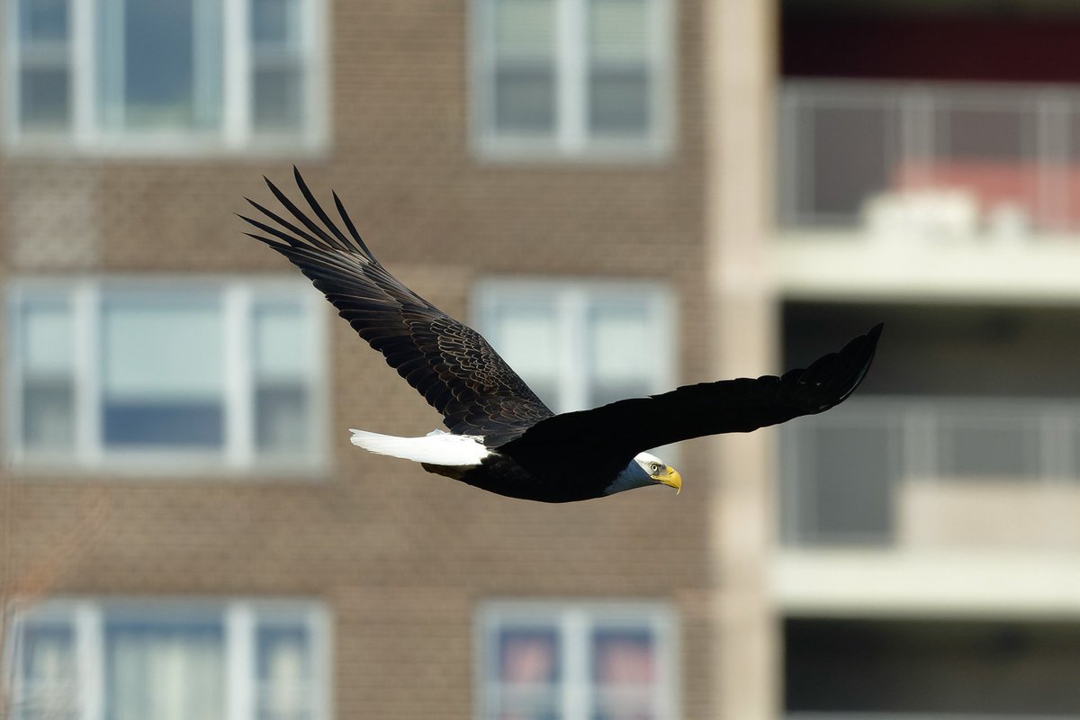 Patrick bx tweet media