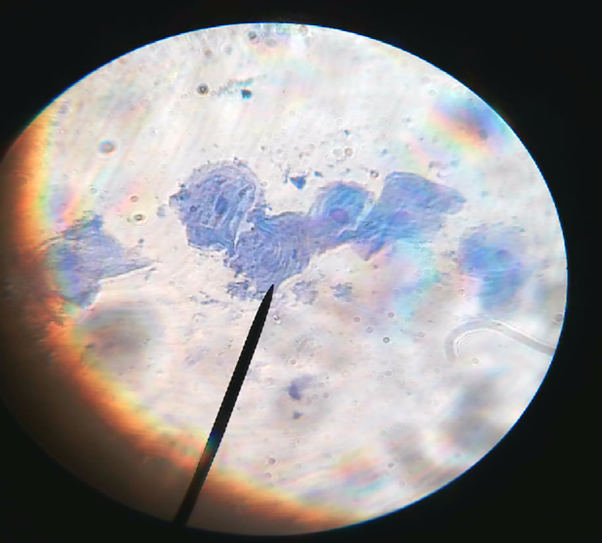 Year 7 this morning have been making some slides of their cheek cells. Here is a x400 image of a group of 4 of their cells!