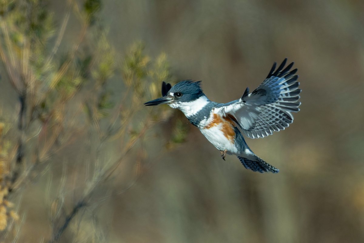 Patrick bx tweet media