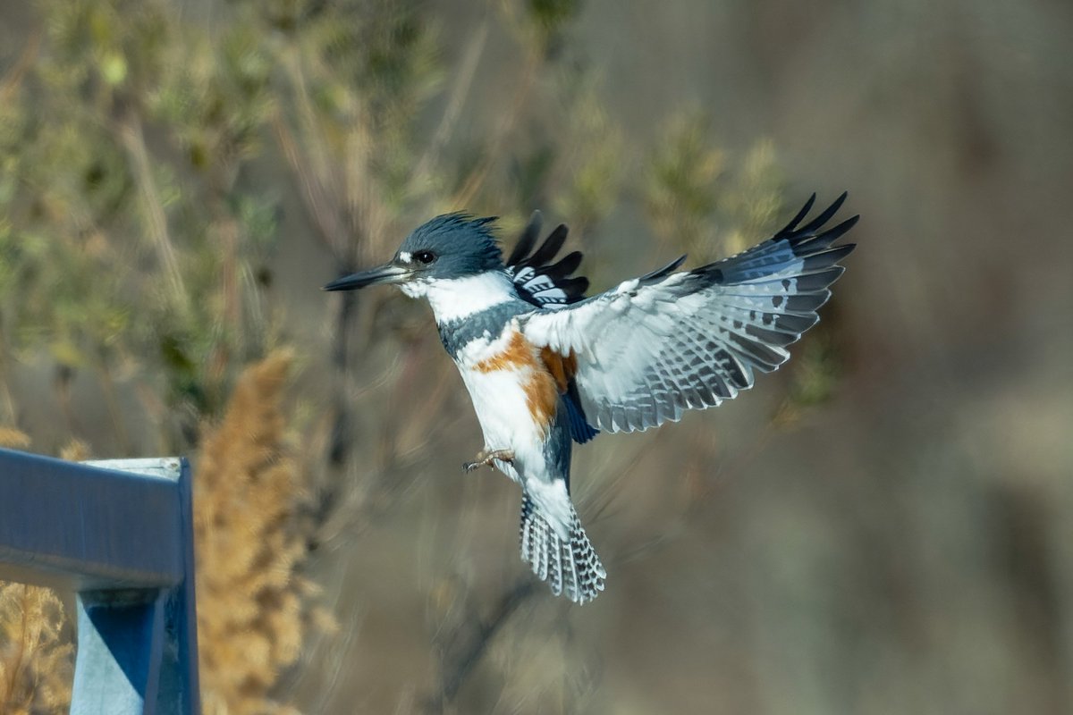 Patrick bx tweet media