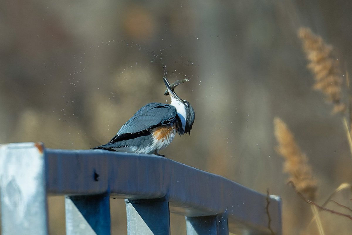 Patrick bx tweet media