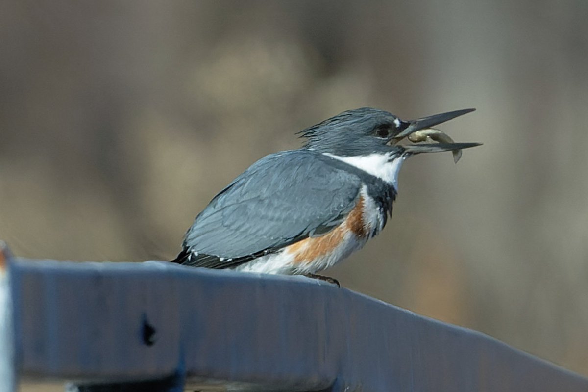 Patrick bx tweet media