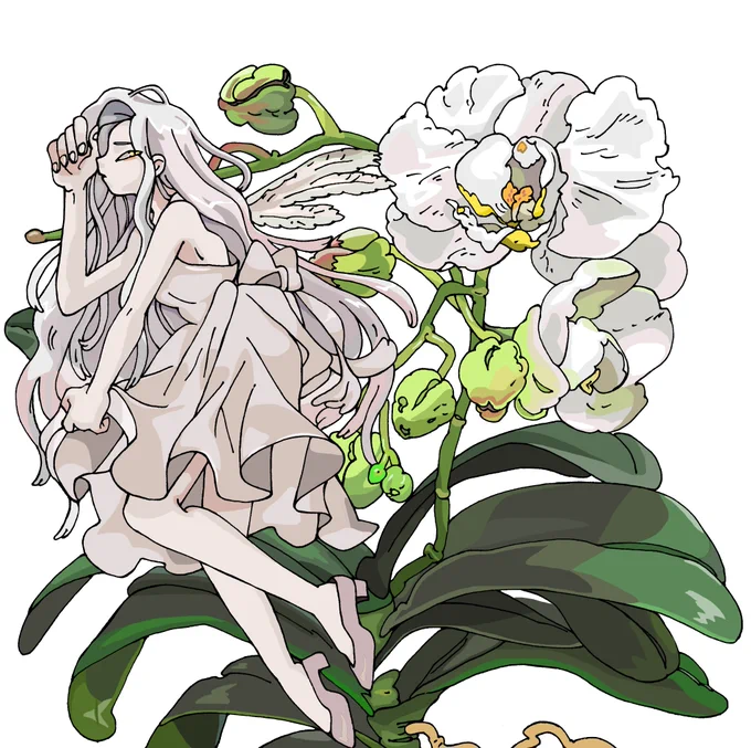 胡蝶蘭 