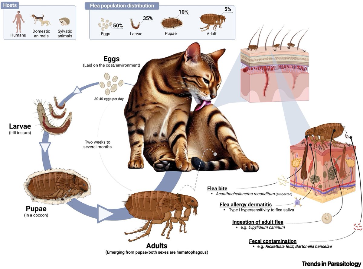 TrendsParasitol's tweet photo. Vector of the Month: #Ctenocephalides #felis (#cat #flea), an obligatory hematophagous #arthropod vector transmitting #Rickettsia &amp; #Bartonella species, authored by André Pereira, Adrian Cruz, Teresa Novo &amp; Carla Maia @IHMTNOVA @NOVAunl

https://t.co/Swd8HHsomk https://t.co/d8vvp6v9wn