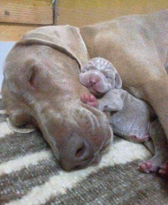TweeetsOfDogs's tweet photo. Mother love, they deserve one LIKE https://t.co/e9e3eOzoH4