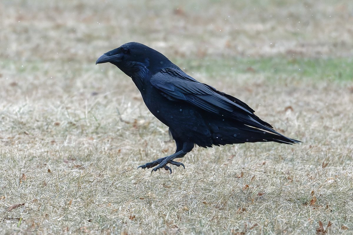 Patrick bx tweet media