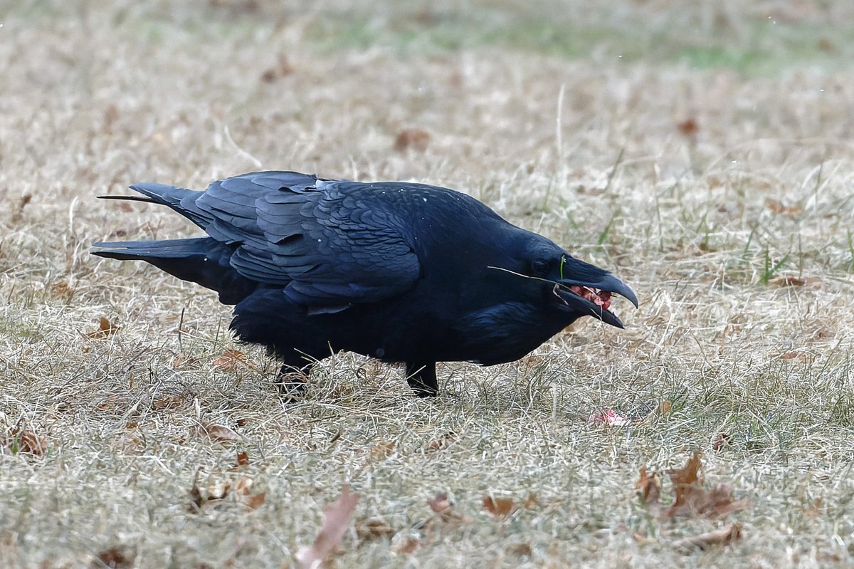 Patrick bx tweet media