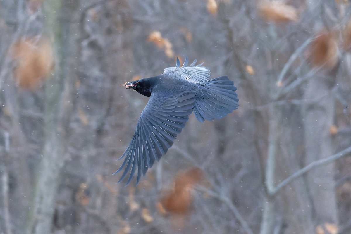 Patrick bx tweet media