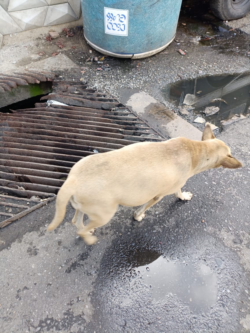 Información de 3ros ➡️ ➡️ ➡️ Esta perrita esta a punto de parir a sus cachorros se encuentra ubicada en la Av Ppal de Propatria plaza Lisandro Alvarado URGENTE 🆘🆘🆘🆘0412-995-4669 Por Favor darle máxima Difusión. Mil Gracias 🙏🙏🙏🙏