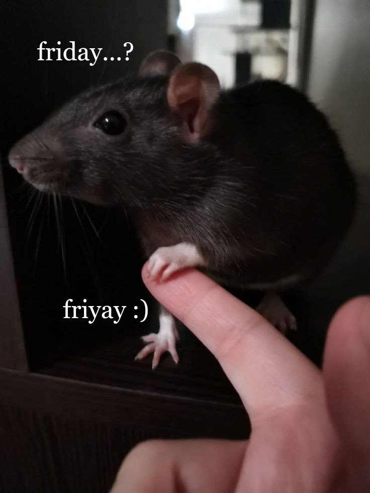 venuslovesrats's tweet photo. happy friday fellow rodents!! <3 https://t.co/YGrHp3mkIp