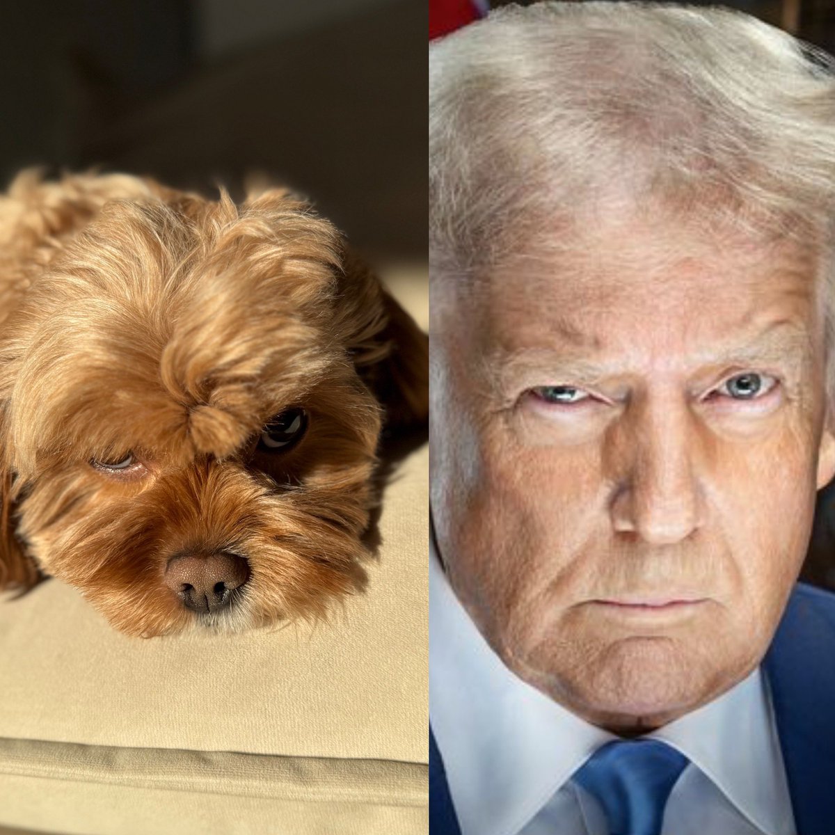 Jesteśmy bullish. Nawet mój pies to widzi. 
#xrp #crypto #us30 #trader #trading