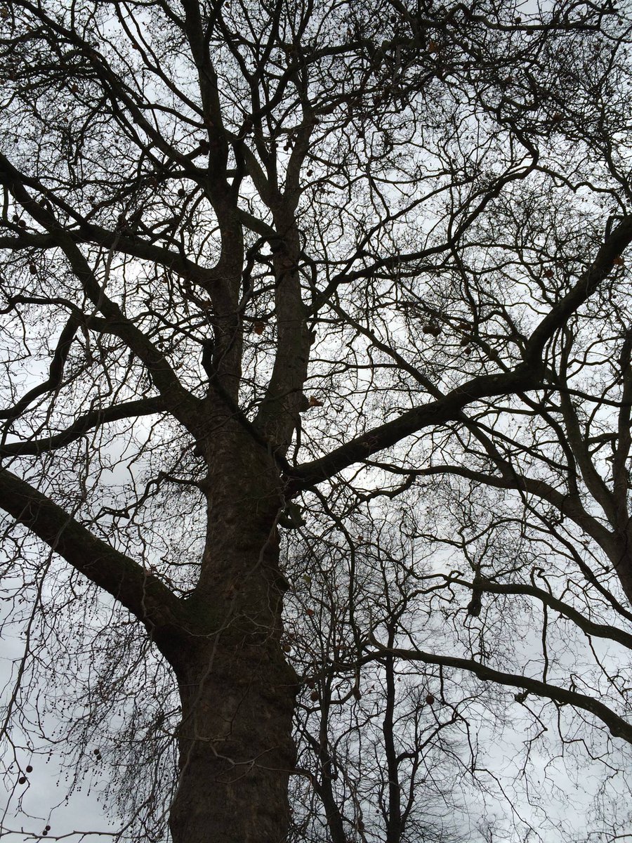 shutter_aivory's tweet photo. Winter Whispers at Hyde Park
#WinterVibes  #BareBranches https://t.co/3Ma0ViG8cm