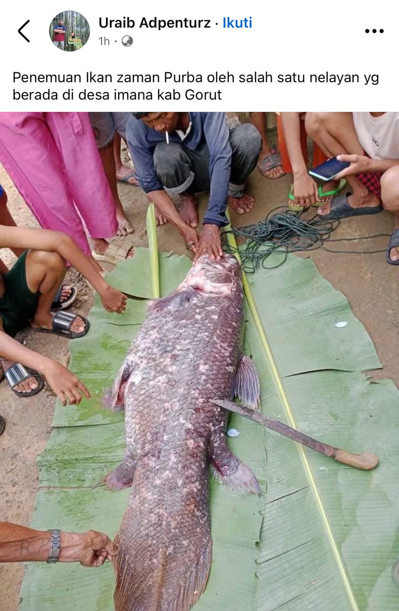 coelacanthuss's tweet image. Kaget, ikan coelacanth tertangkap di Gorontalo kemarin. Ini kasus langka banget, belum tau ke mana dibawa spesimen ini, apakah dikasih ke institusi kelautan lokal atau univ Sam Ratulangi.

@MongabayID bisa coba liput