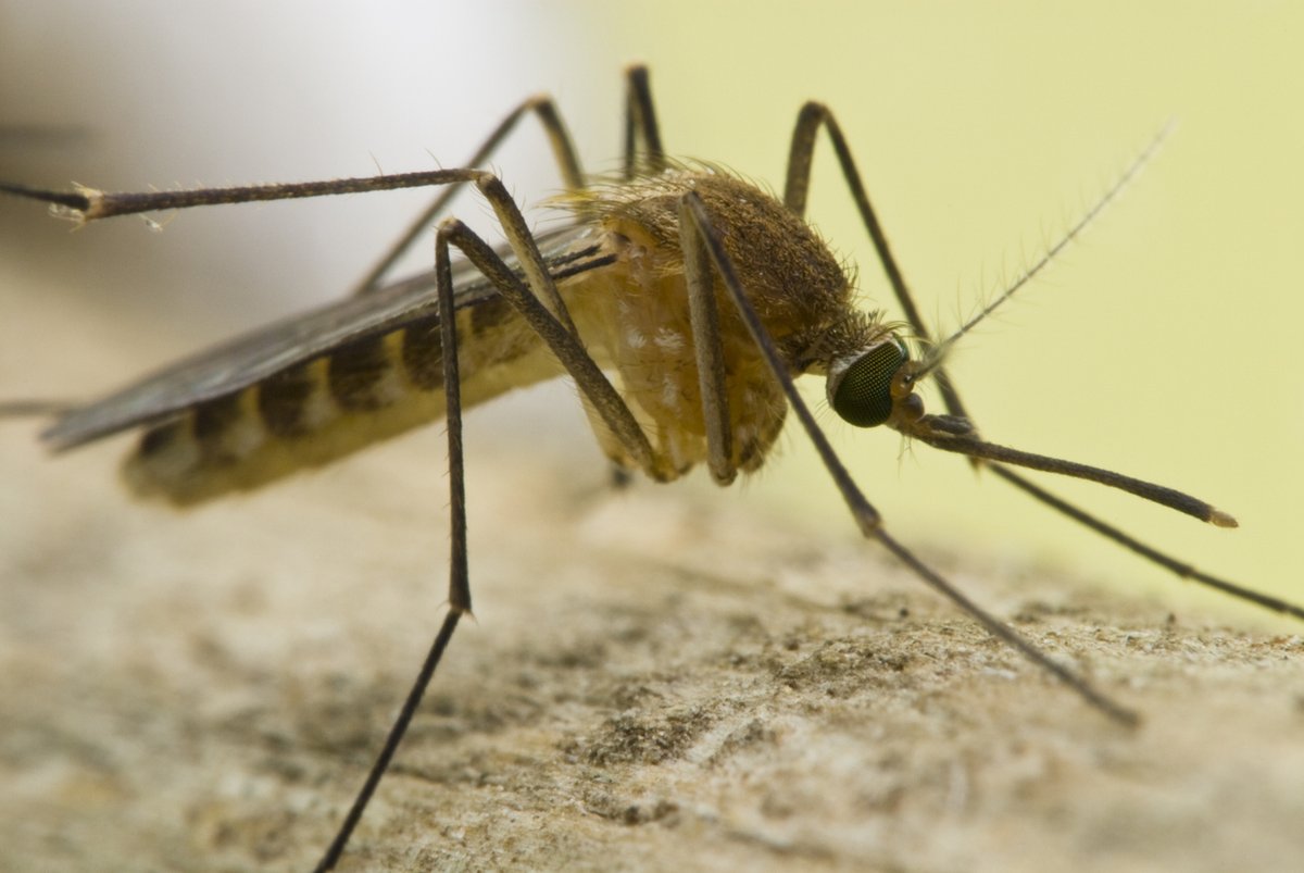 CSIC (@csic) on Twitter photo 🦟Detectado por primera vez el virus Sindbis en mosquitos del sureste de España
El hallazgo, por equipos del <a href="/SaludISCIII/">Instituto de Salud Carlos III (ISCIII)</a> y la <a href="/ebdonana/">Estación Biológica de Doñana - CSIC</a>, aporta información clave sobre la circulación de este virus en el sur de Europa
➡️tiny.cc/6v56001 🦟Detectado por primera vez el virus Sindbis en mosquitos del sureste de España
El hallazgo, por equipos del <a href="/SaludISCIII/">Instituto de Salud Carlos III (ISCIII)</a> y la <a href="/ebdonana/">Estación Biológica de Doñana - CSIC</a>, aporta información clave sobre la circulación de este virus en el sur de Europa
➡️tiny.cc/6v56001