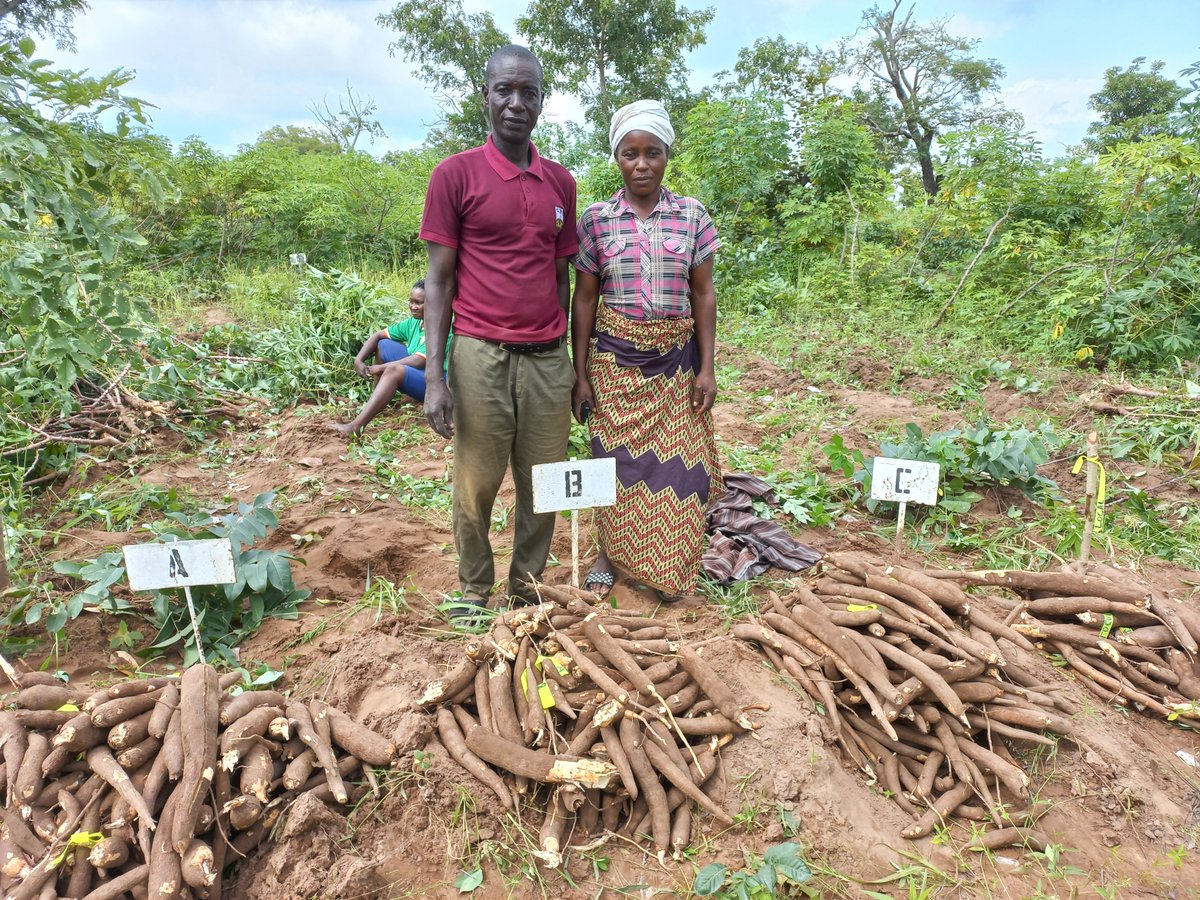 🚦Our first webinar of the year is happening next Tue 21st Jan @ 15h CET!

A presentation on "Social dynamics associated with implementing mother-baby and #Tricot participatory trials on selected #cassava varieties in #Nigeria"

✔️Register here: bit.ly/3DW4iVP