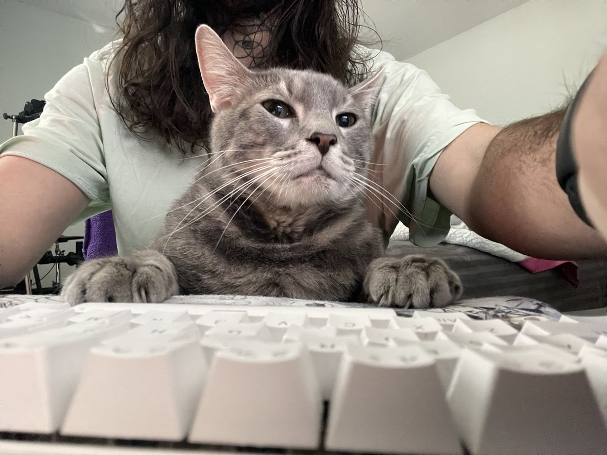 Gimmesamoa311's tweet photo. Kitteh Coder! https://t.co/FPnHdDmTD5