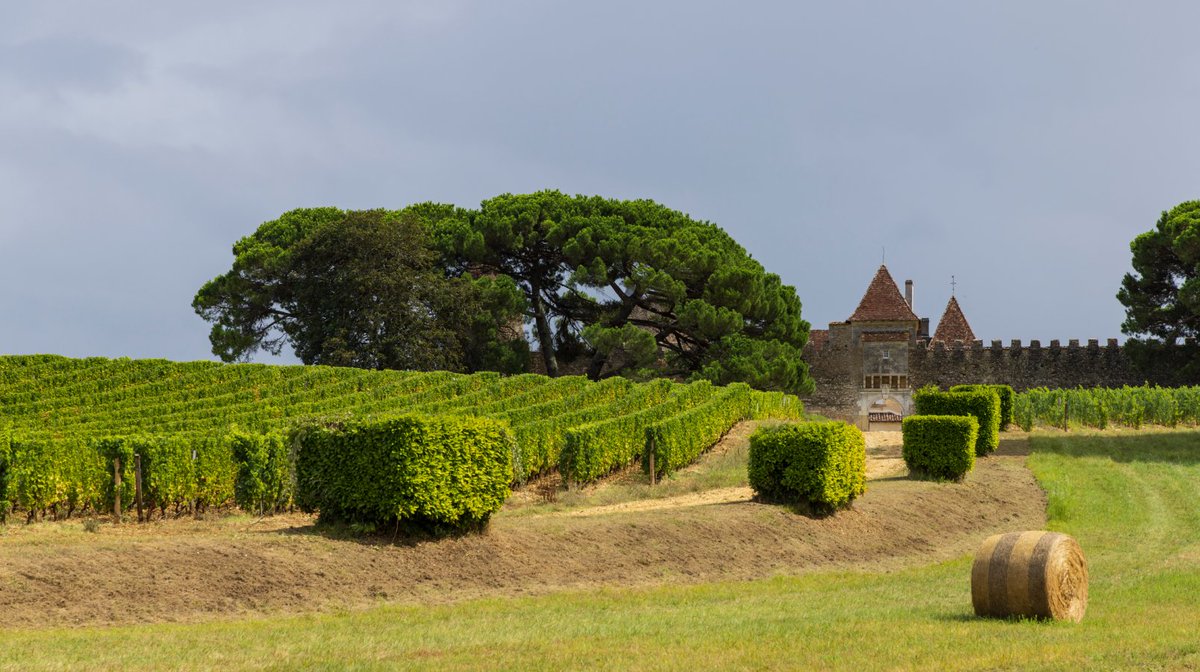 🍷 Think Bordeaux is all about old-school reds and rigid traditions? Think again. Julia Lambeth DipWSET takes us on a whistle-stop tour of how this legendary wine region is evolving—from climate-conscious grape swaps to modern winemaking styles.
🔗 bit.ly/40AUZDB