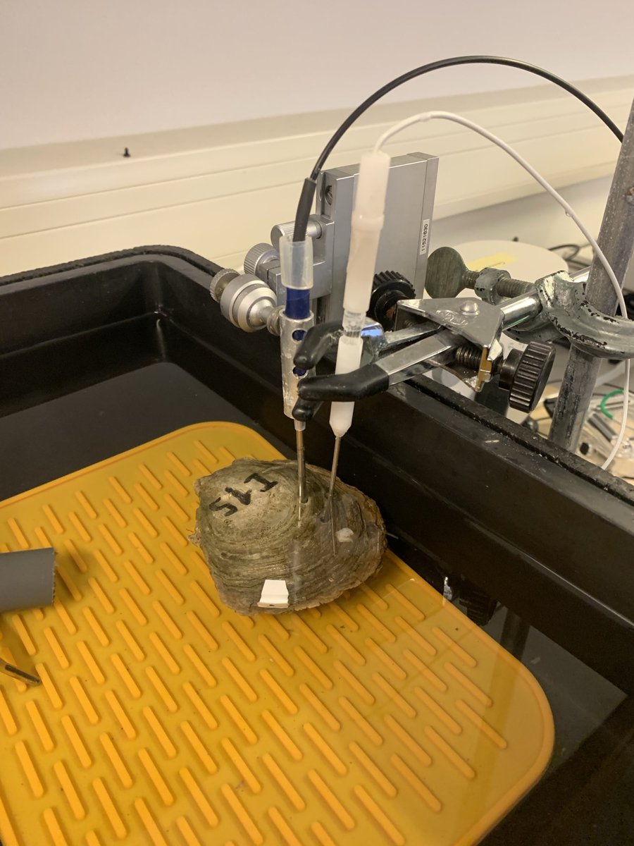 Matthew W. Gray π π¬ (@mattwgray) on Twitter photo History being made today. TWO carbonate parameters measured in an oyster brood chamber! History being made today. TWO carbonate parameters measured in an oyster brood chamber!