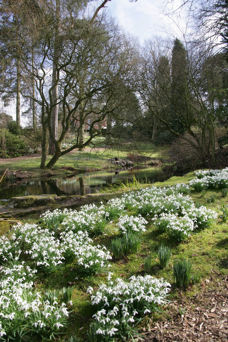 Only 2 weeks to our annual #Snowdropwalk 1 Feb - 1 Mar Thur - Sun 10-4pm.  Tickets available online or on gate.  Courtyard kitchen open.  Dogs welcome #springwalk  <a href="/Chester01244/">Chester Visitor Information Centre Shop</a> <a href="/Visit_N_Staffs/">Visit North Staffordshire</a> <a href="/RHSPressOffice/">RHSPressOffice</a> <a href="/Historic_Houses/">Historic Houses</a> <a href="/EnjoyStaffs/">Visit Staffordshire</a> <a href="/OneMacclesfield/">Visit Macclesfield</a>