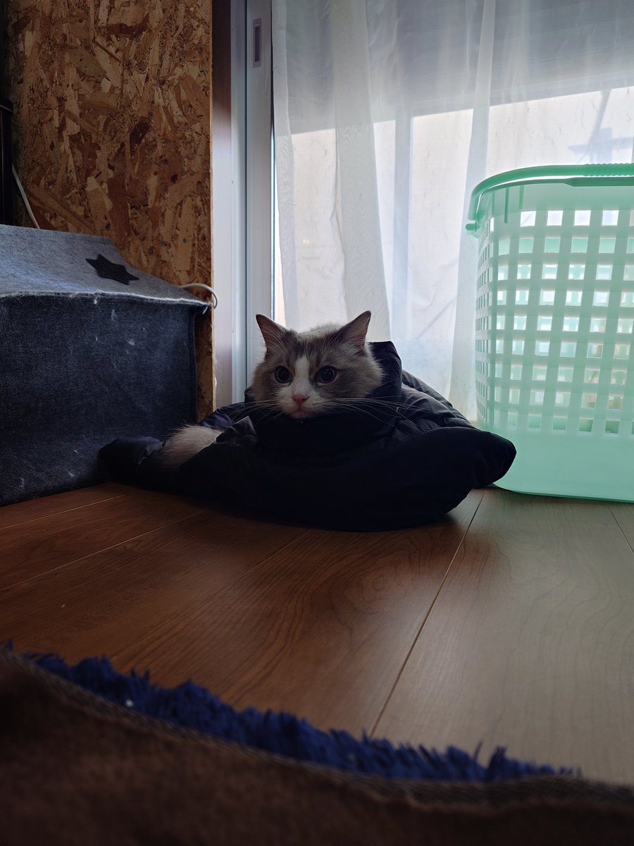 あの〜…
それは私のダウンベストなんですが…
返していただけますでしょうか…

😹先輩んちのニャンコ😹