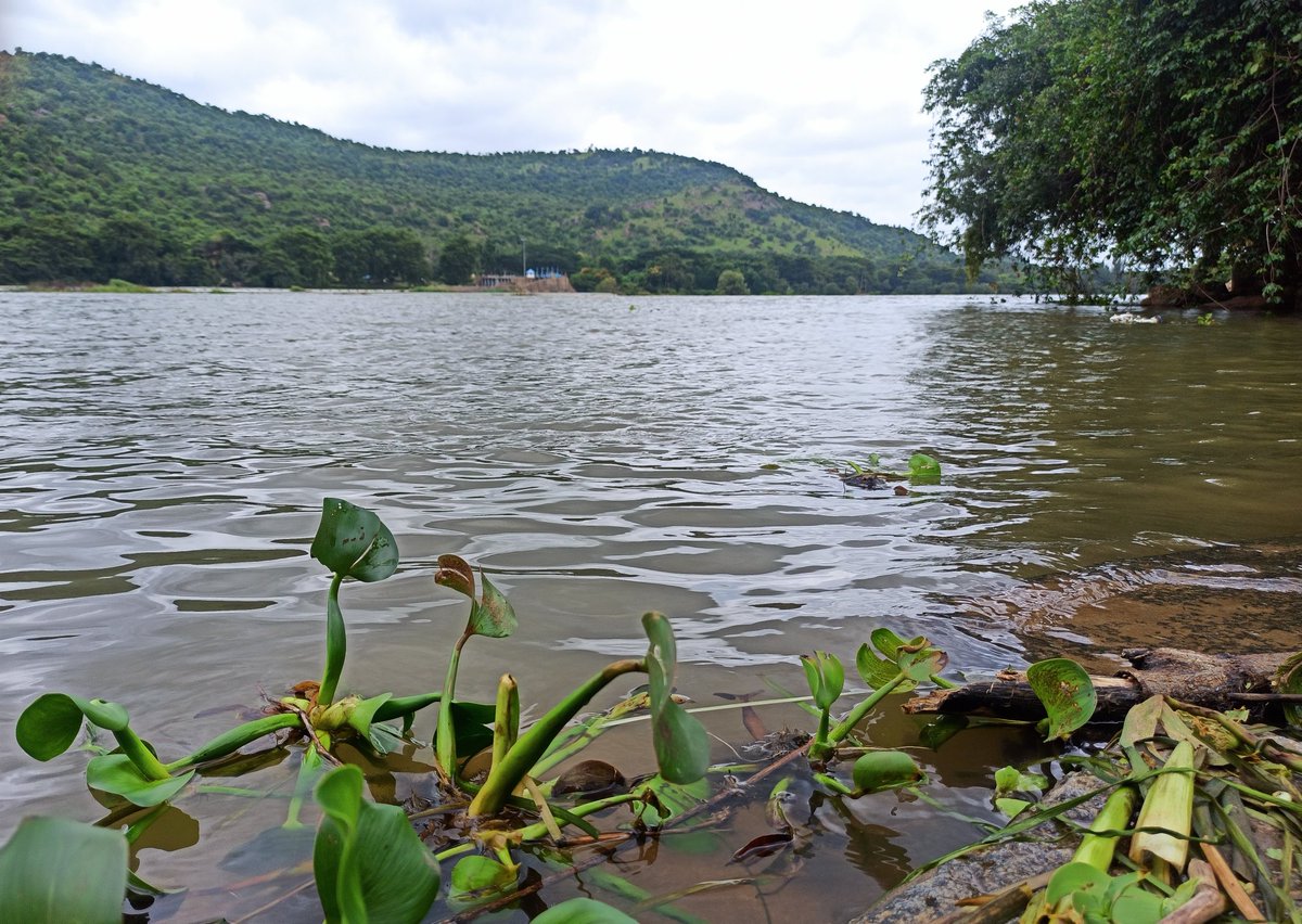 catinthemeadow's tweet photo. Kaveri
#riverpic https://t.co/ArULtLSg88