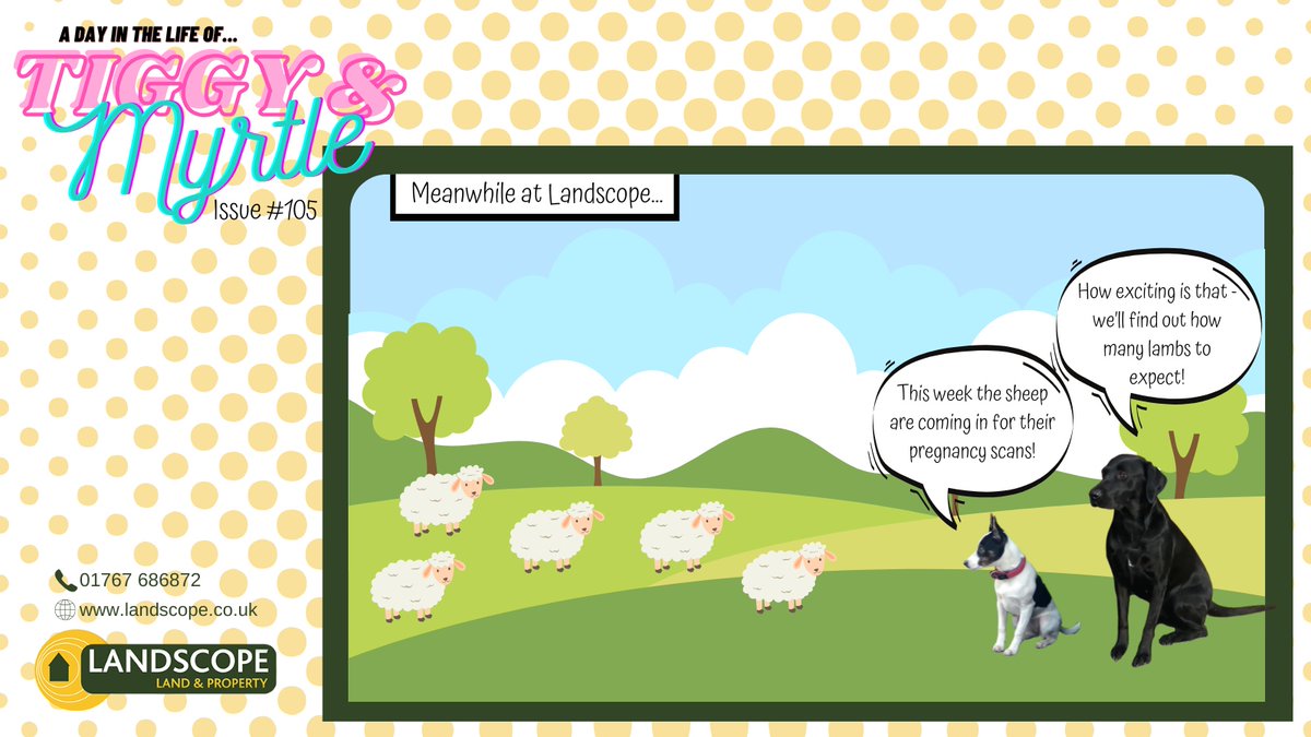 Landscopeltd's tweet photo. Pregnancy scanning your sheep will soon be on the to do list - by knowing your flock’s needs, you can ultimately boost productivity. Need help with rural business growth? Call Landscope now.

https://t.co/S7sJxmwvn2

#RuralPlanning #SheepFarming #LambingSeason https://t.co/AYNczPWlMD
