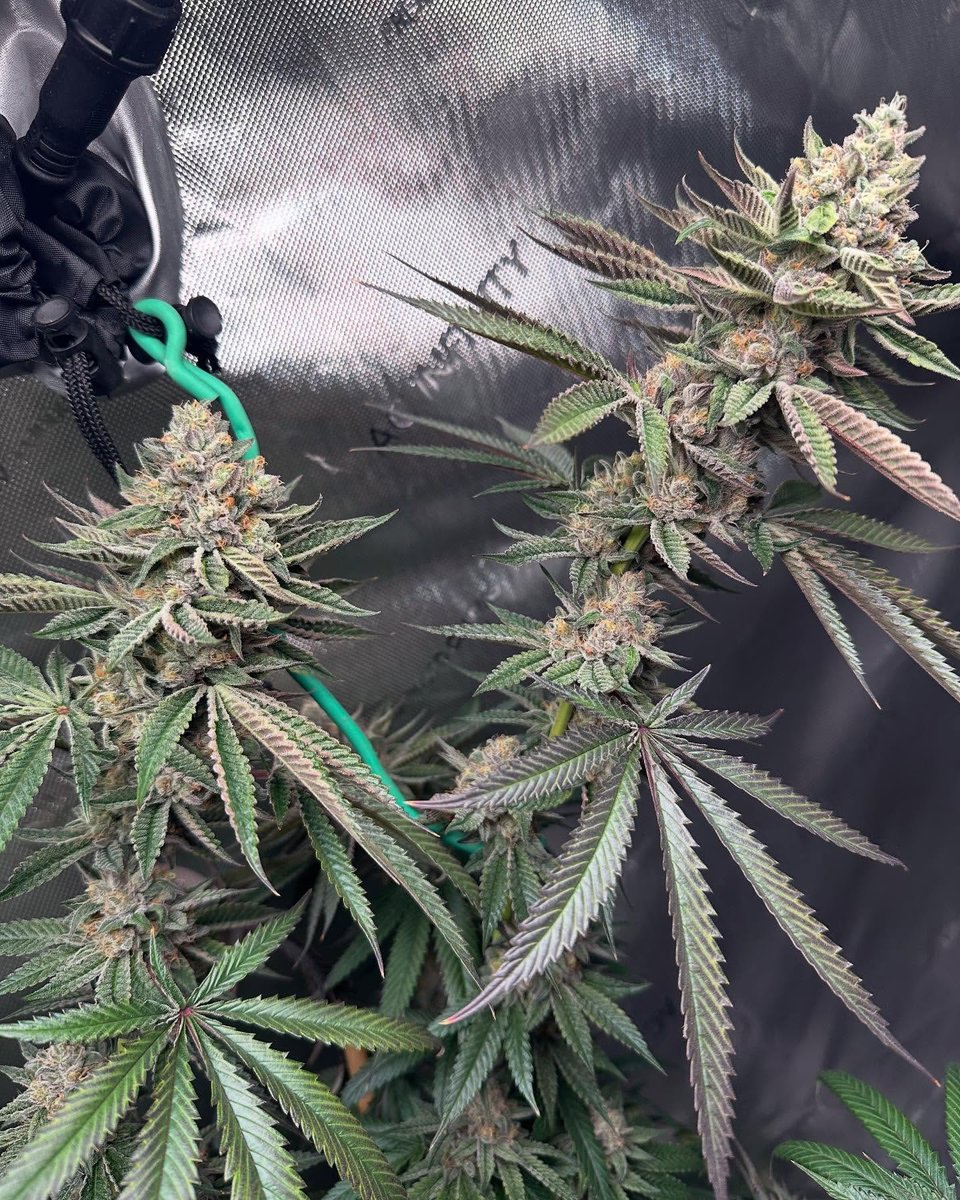 Kind LEDs are designed to maximize your plant’s potential, delivering industry-leading performance and precision for every stage of growth. From seedling to harvest, we’re here to help you grow big, bold, and beautiful! 💡🌿

📸 @the_coastal_grower 
🔗 bit.ly/KINDLED