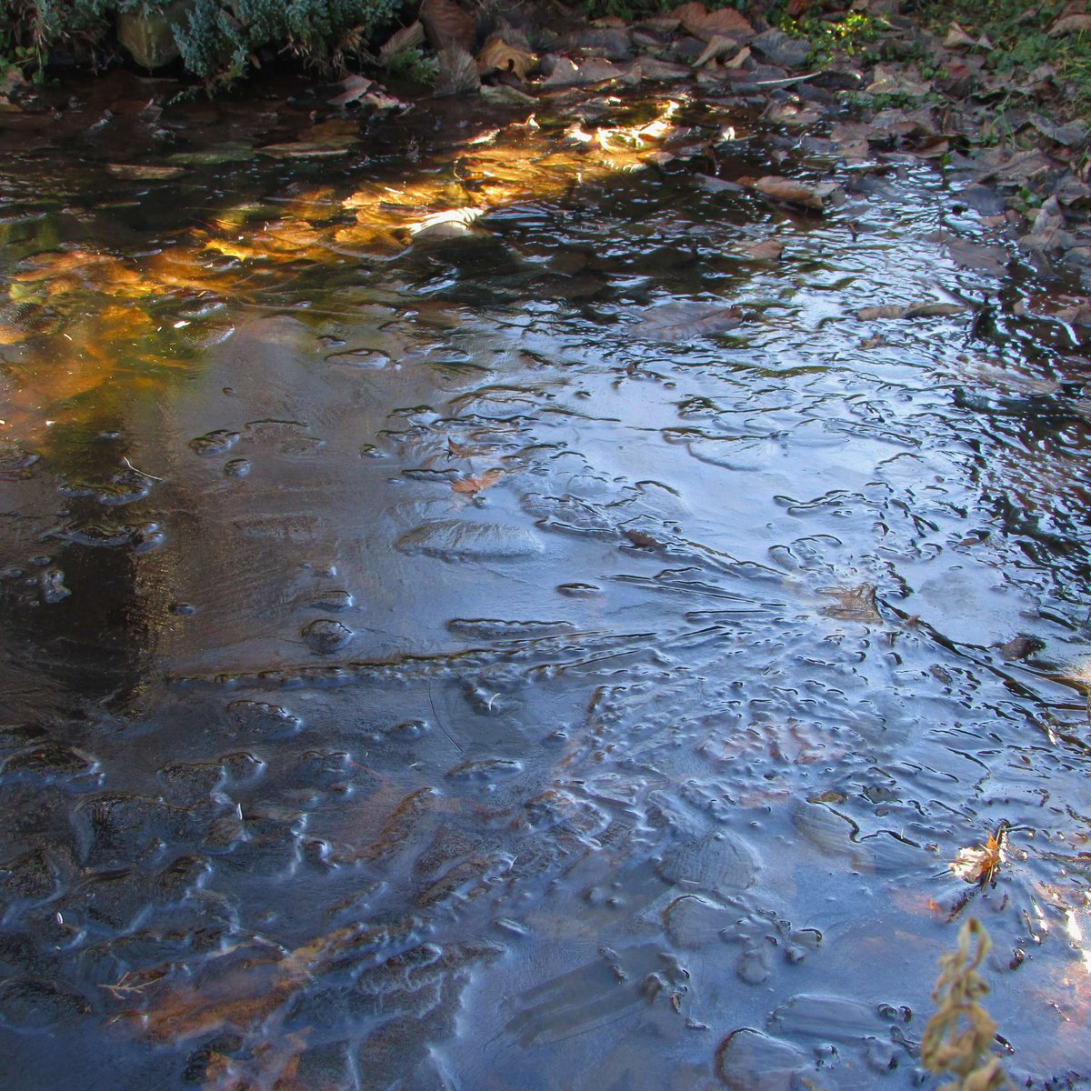 Superpetltd's tweet photo. Frozen ponds can block oxygen for fish. Break the ice gently or use a heater to keep them healthy. 🐟❄️
#FishCare #GardenTips #Superpet #PondCare #WinterPondCare https://t.co/1roAQ6IbkO