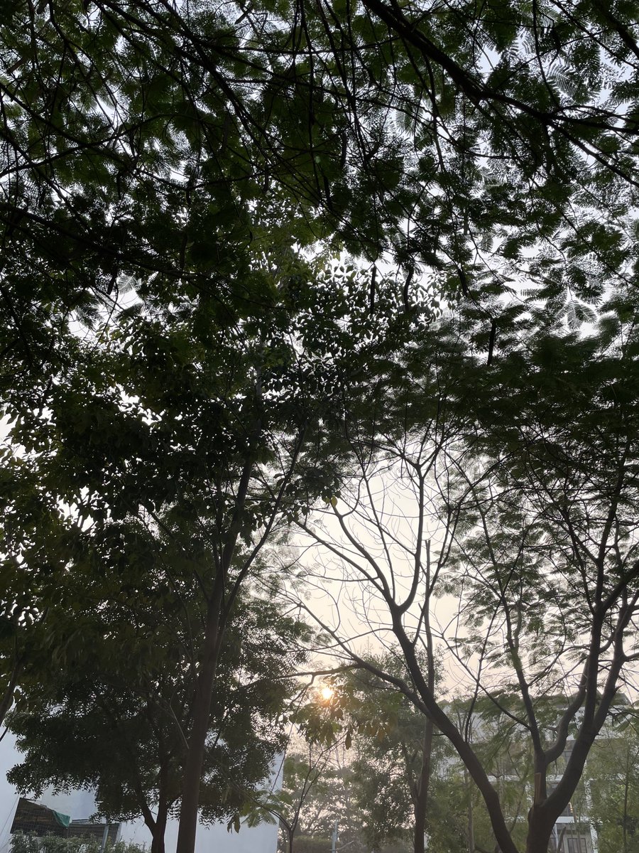 prachiniki's tweet photo. #SunsetAndTrees🧡💚
#EveningWalk https://t.co/ekqtcPqWxw