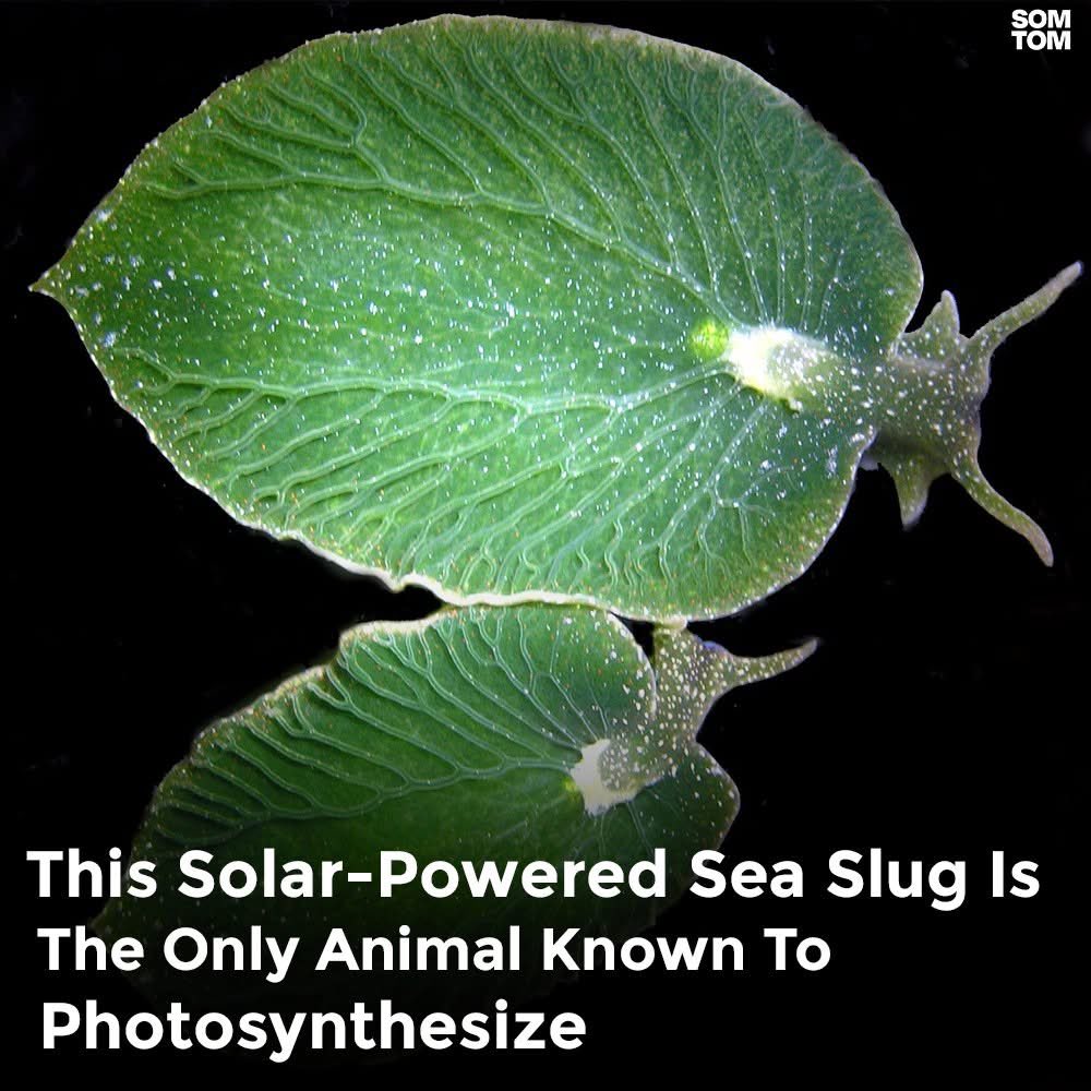 PhilomathicM's tweet photo. A rare sea #slug that can photosynthesize like a plant is eastern emerald Elysia. It may turn sunlight into energy by absorbing #chloroplasts from algae it eats. Depending just on #sunlight, some species can go up to 1 yr 🙅♂️ eating #Emergency #LoveIsland #rpsp #ypotheseis
#somtom https://t.co/9WDDR4GwCU
