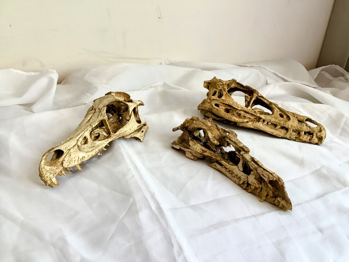 Happy #fossilfriday!
モンゴルよりケルベロらぷ…げふんげふん！
ヴェロキラプトルx3!
映画ジュラシック・パークで有名な彼等ですが、実は本家はそこまで大きくなかったり。
なお 全 部 実 物