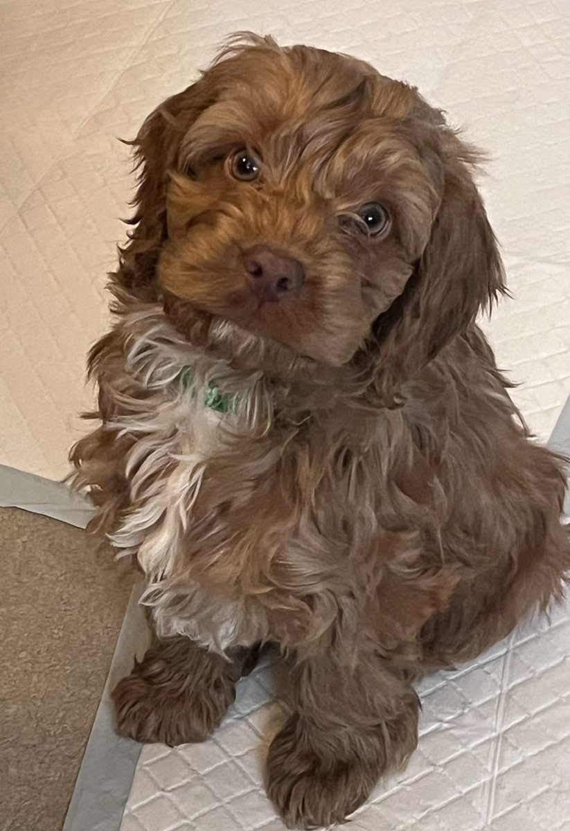 soniakk101's tweet photo. @MrBeast Do you ship to the Uk?🇬🇧 Walter wants to know… https://t.co/I67gyktcoQ