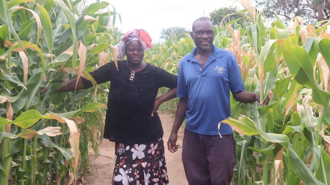 ✨ #HappyFriday Today we share a 52-year-old Munyaradzi Gavi’s happiness. Empowered by the Wadzenenga Farmer Field School in Buhera, Munyaradzi has learnt the use of techniques like conservation farming, mulching, and proper pesticide. He is expecting a 1.5-tonne yield of maize